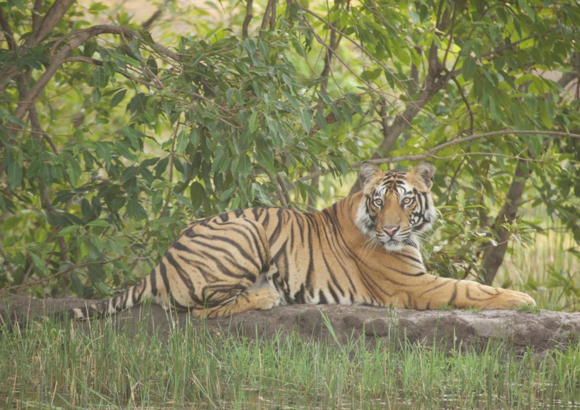 Tiger Tops Karnali Lodge Bardiya Εξωτερικό φωτογραφία