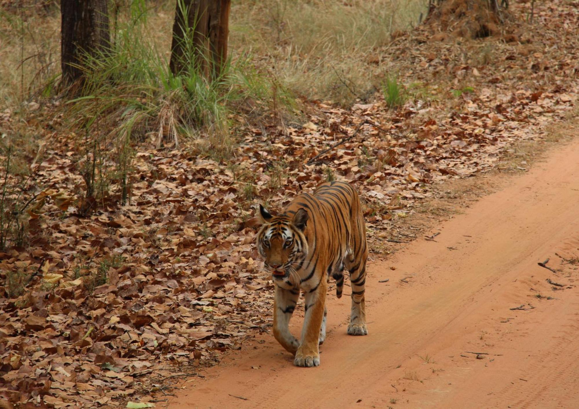 Tiger Tops Karnali Lodge Bardiya Εξωτερικό φωτογραφία