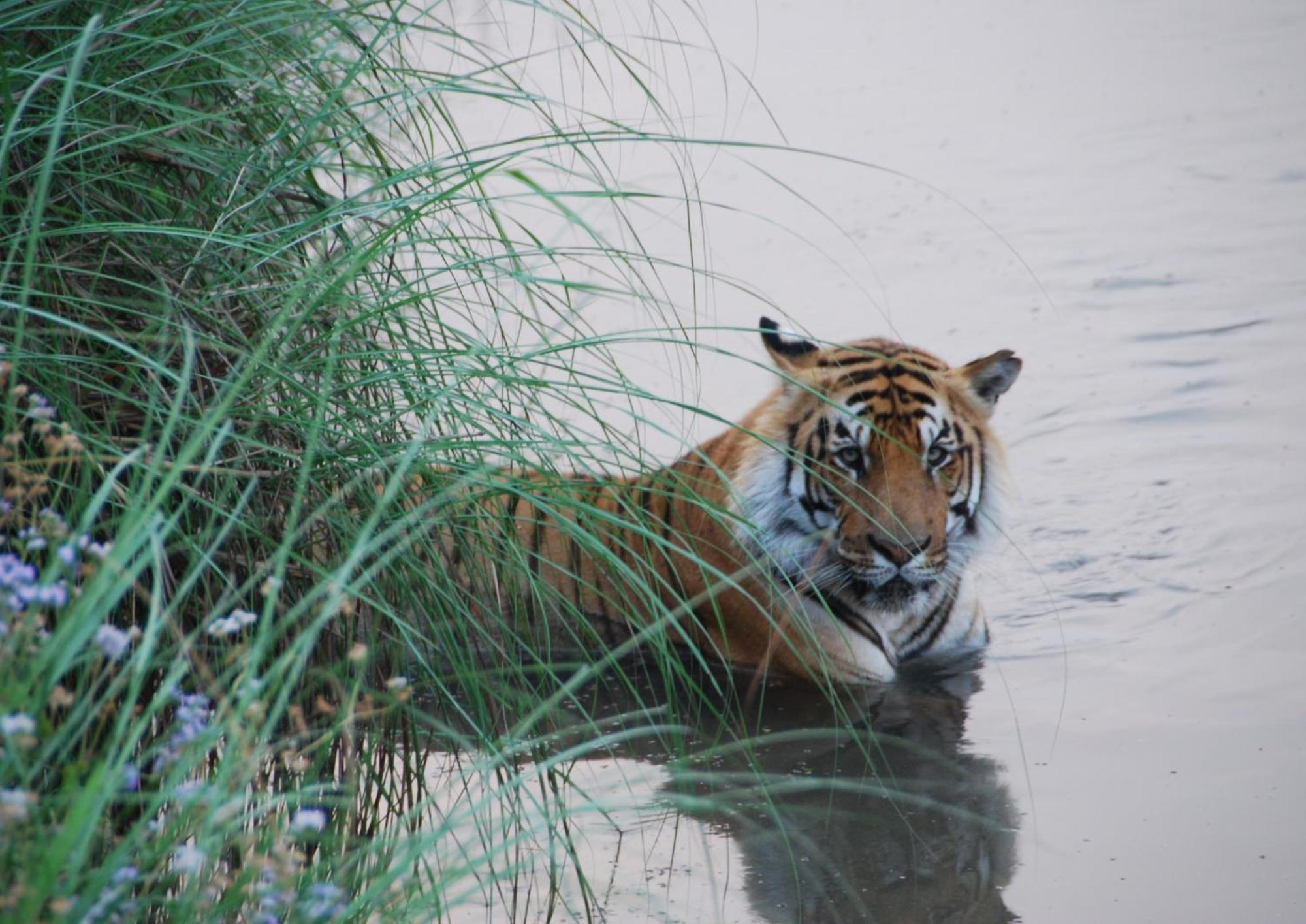 Tiger Tops Karnali Lodge Bardiya Εξωτερικό φωτογραφία