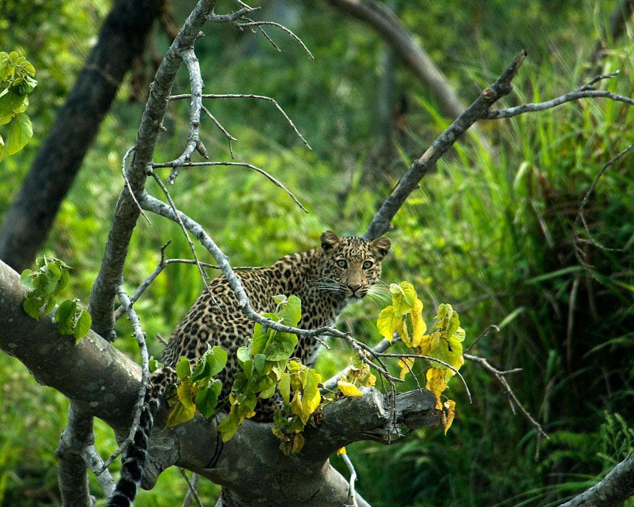 Tiger Tops Karnali Lodge Bardiya Εξωτερικό φωτογραφία